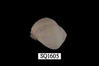 藏品(紫口珊瑚螺)的圖片